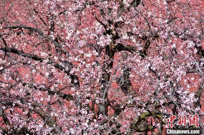  绝美四月 西藏拉萨古寺桃花盛开