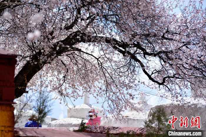  绝美四月 西藏拉萨古寺桃花盛开