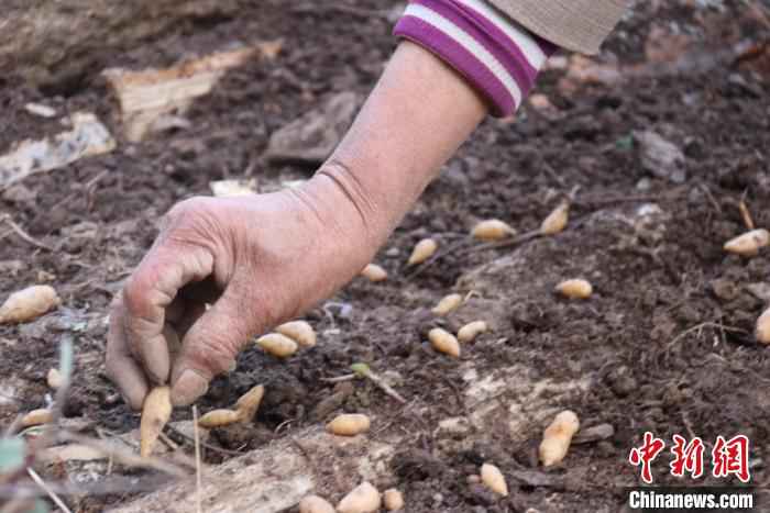  甘肃文县“聋山”渐通途 高山居民拓荒地里种药材